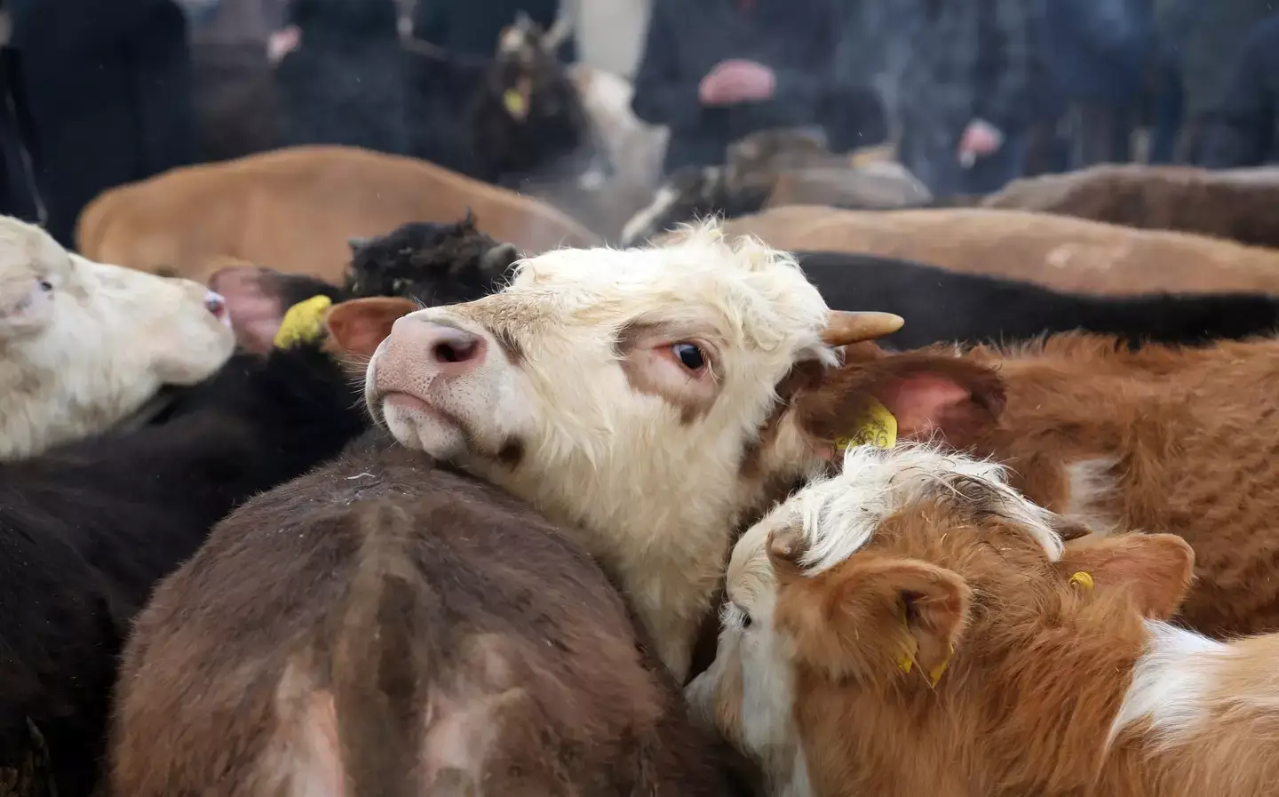 Users of the app thought they were investing in Turkish farms (Omer Serkan Bakir/Getty Images)