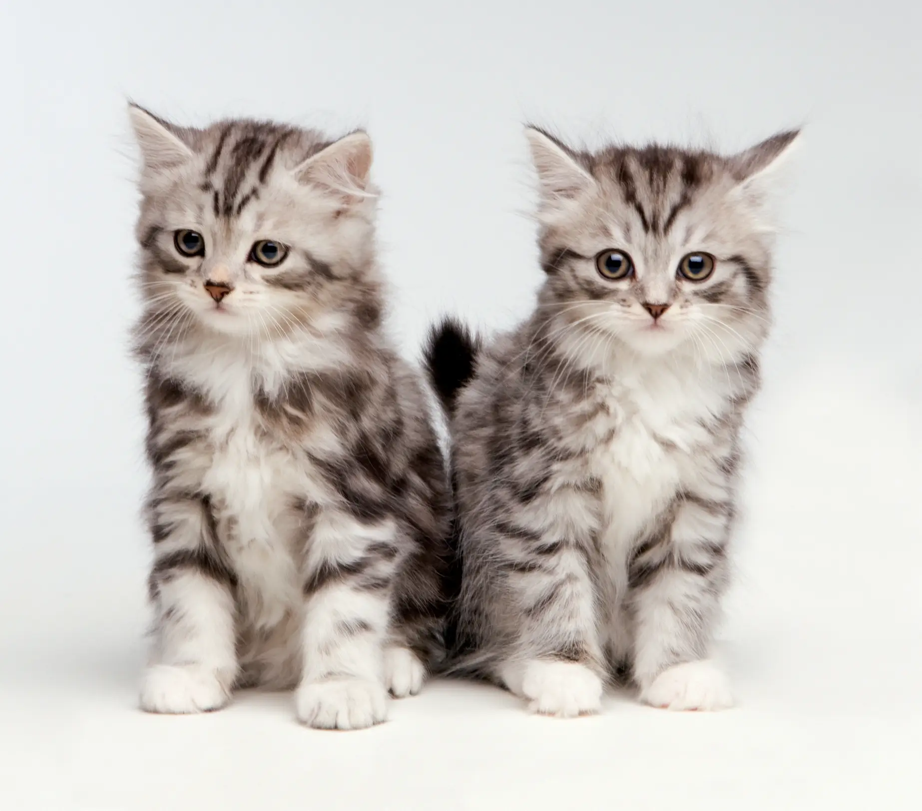 Patricia Doyle / Getty