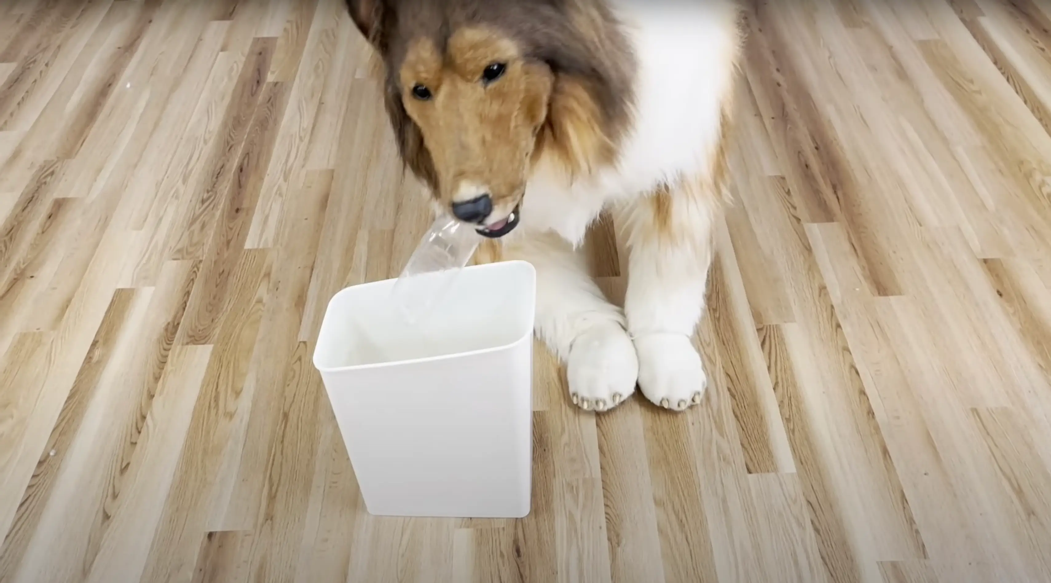 Toco insists that his unusual lifestyle is not a fetish (YouTube/@I_want_to_be_an_animal)