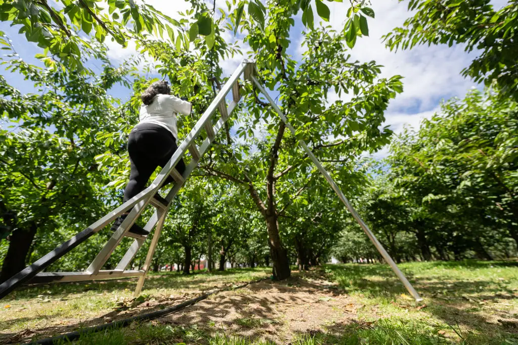 Gates claims that AI will 'solve' the 'problem' of jobs that involve growing food or making things (Sanka Vidanagama/NurPhoto via Getty Images)