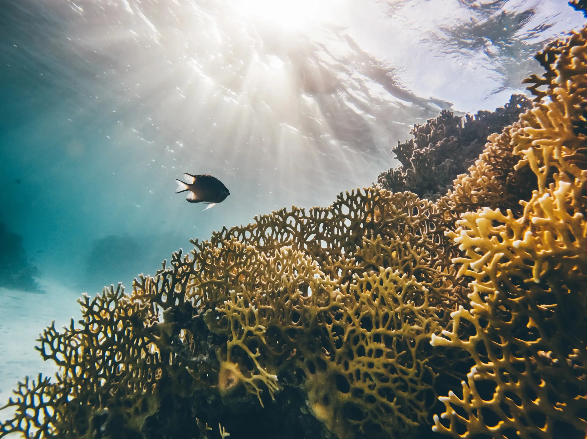 The world's coral reefs host about a quarter of all marine species. (Maria Korneeva/Getty)