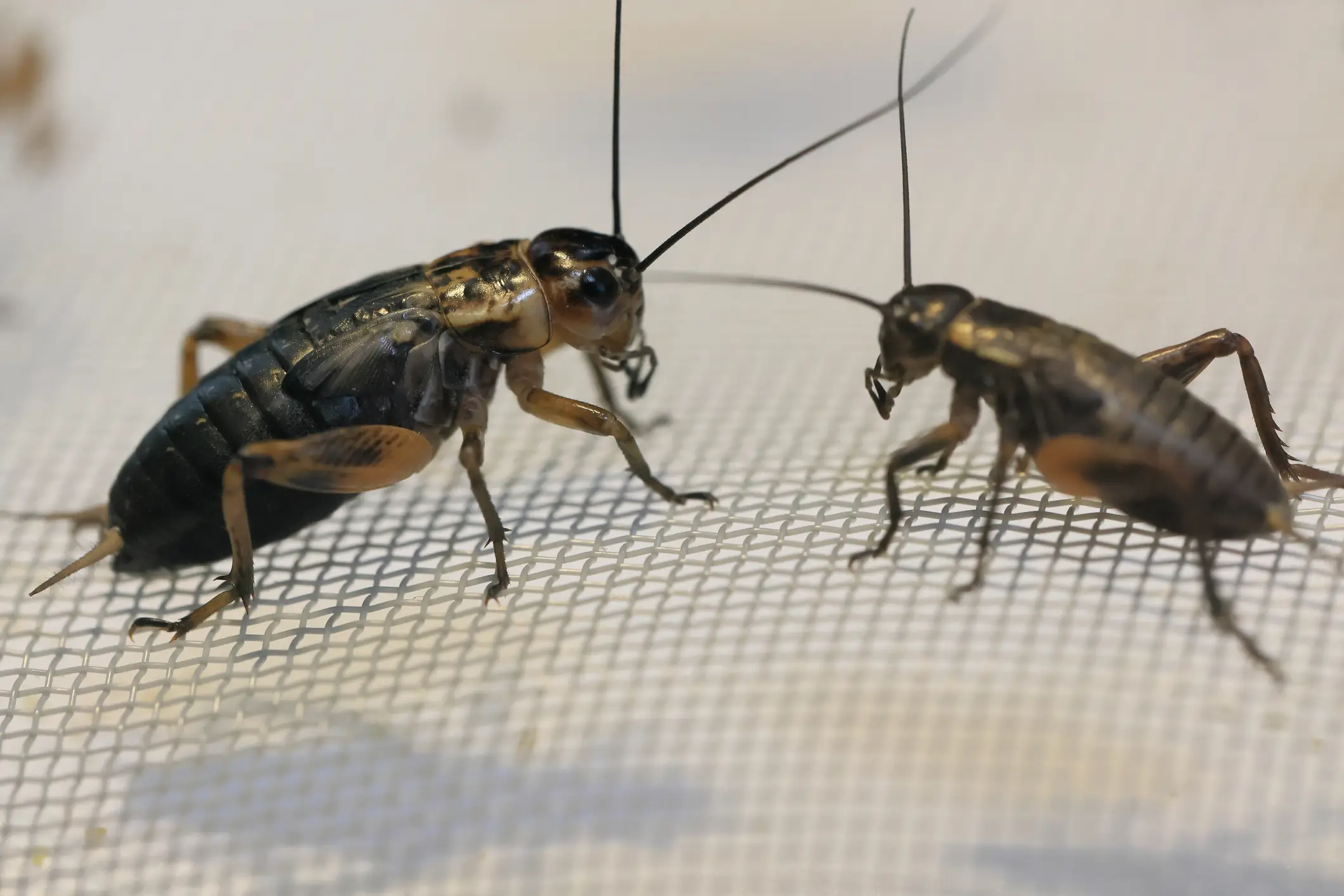 Crickets are actually among the highest sources of protein, possessing 60 grams for every 100 grams of the insect (Getty Stock)