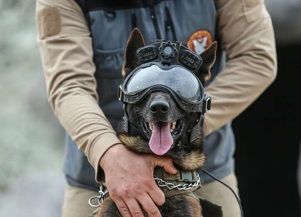 There's continued pressure for the USA to source its military dogs on home turf (Anadolu / Contributor / Getty)