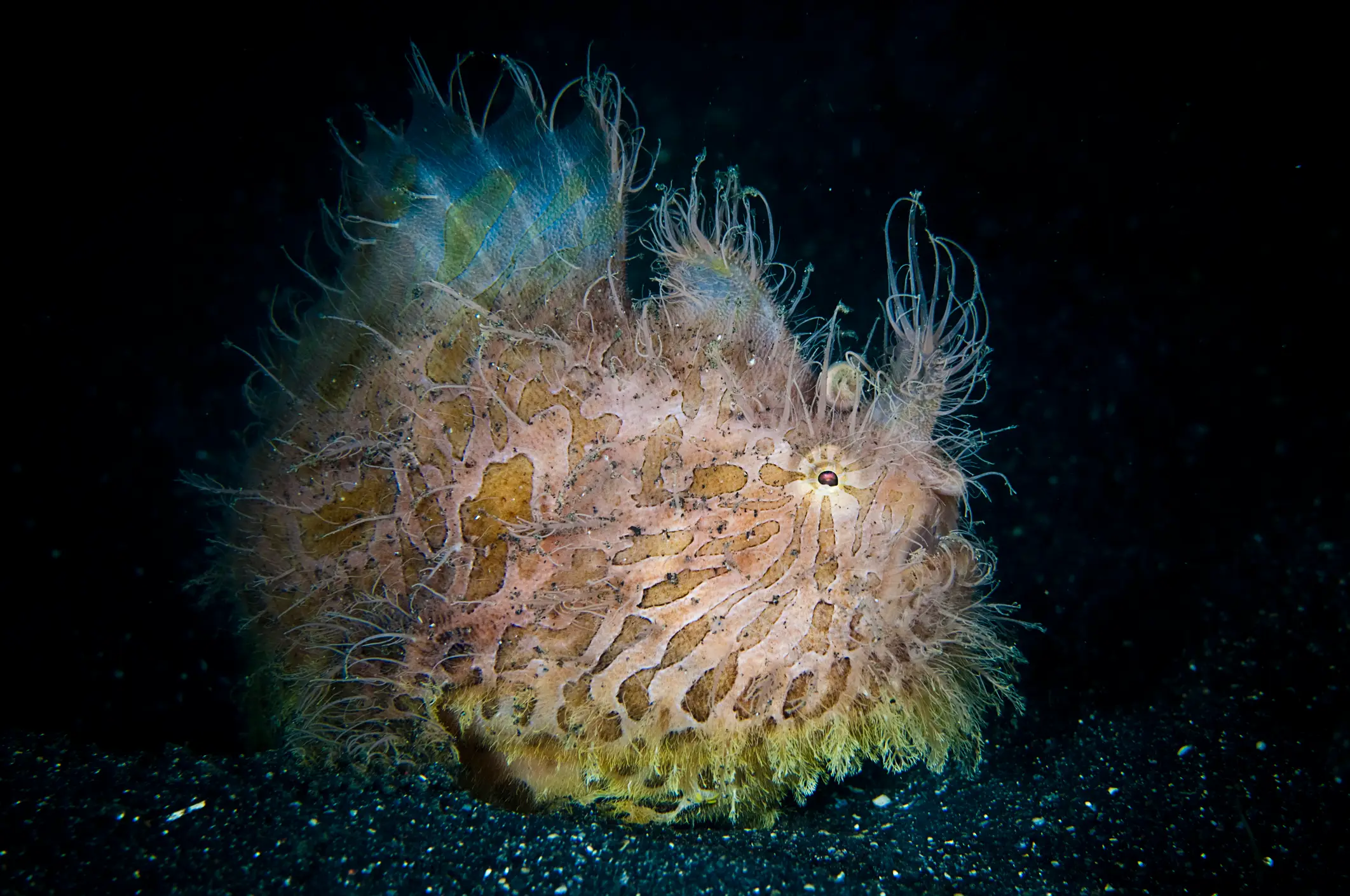 Giordano Cipriani / Getty