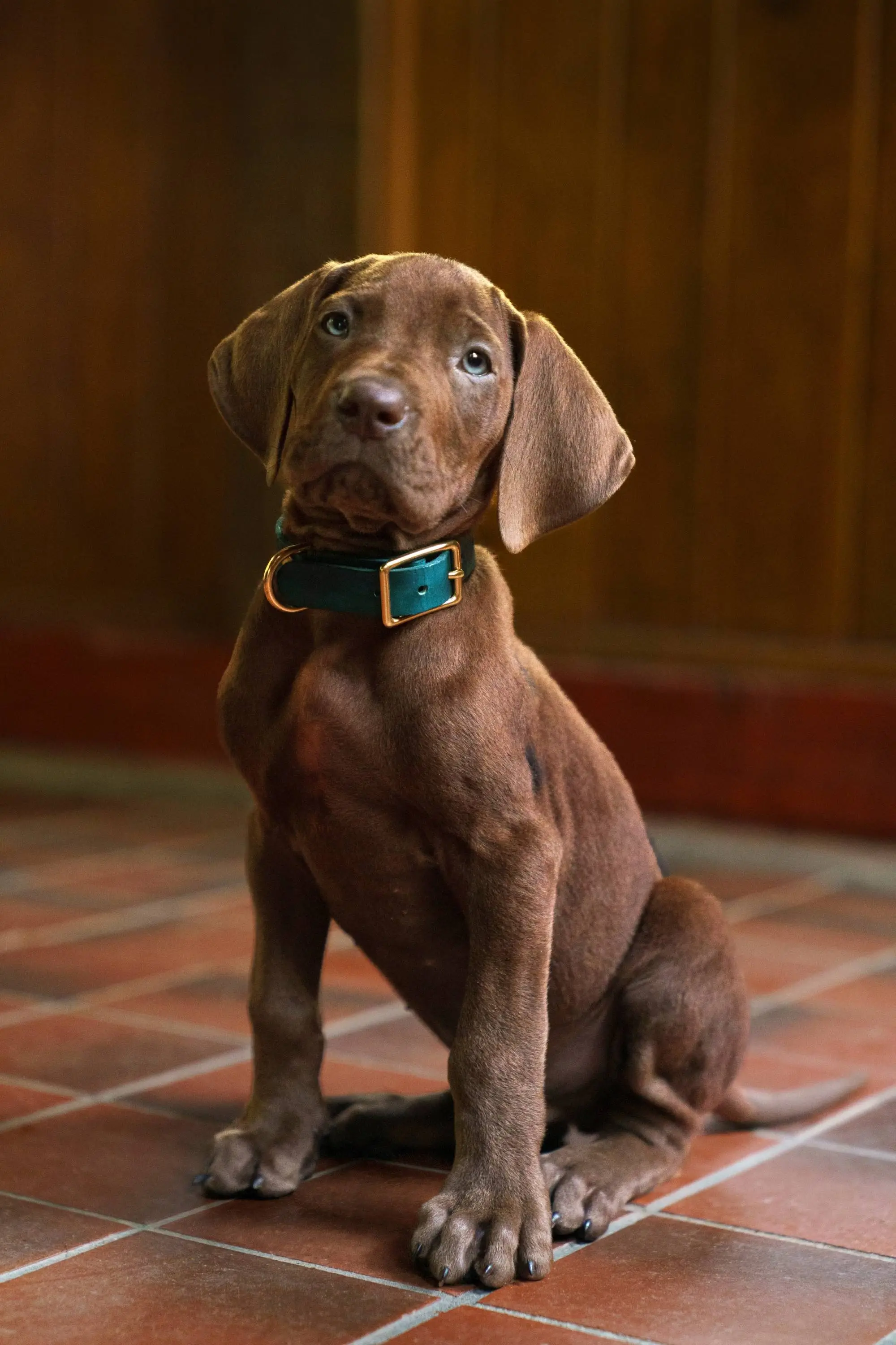 We've got our first look at the new Scooby-Doo (Netflix)