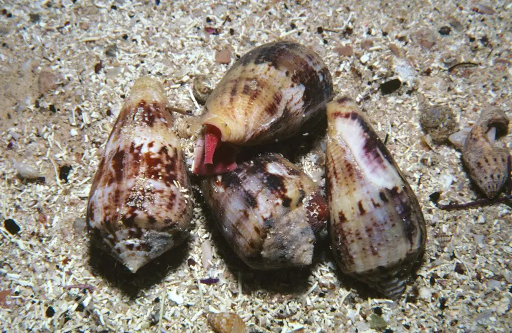 Cone snails are highly venomous (Auscape/Universal Images Group via Getty Images)