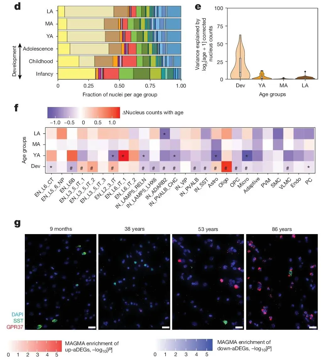 Donor cells helped scientists map the human brain as part of a much larger project (Hui Yang et al. (2026))
