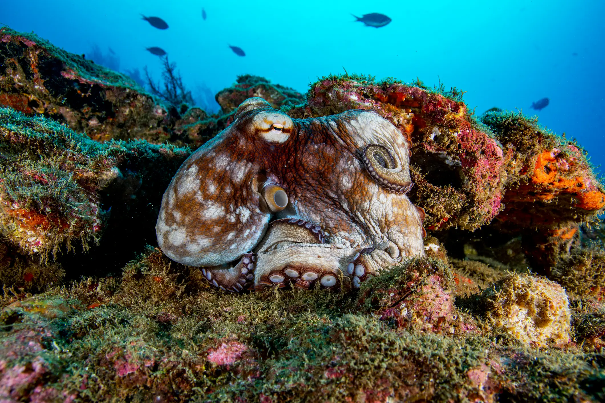 The oldest living octopus was previously understood to have been around 300 million years old (Getty Stock)