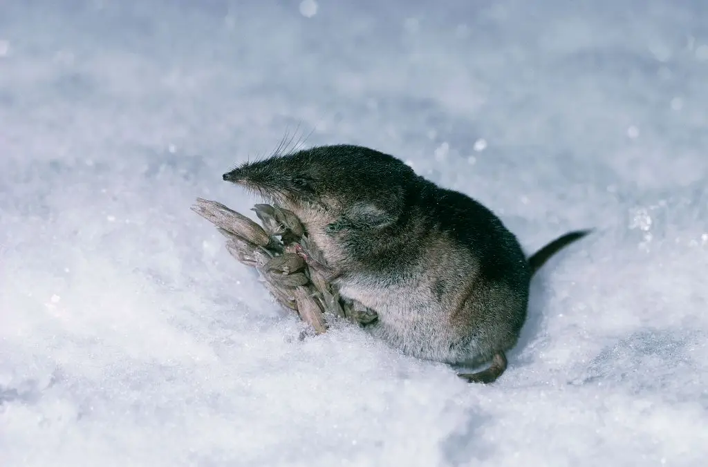 The Camp Hill virus was first spotted within the organs of shrews (DeAgostini/Getty Images)