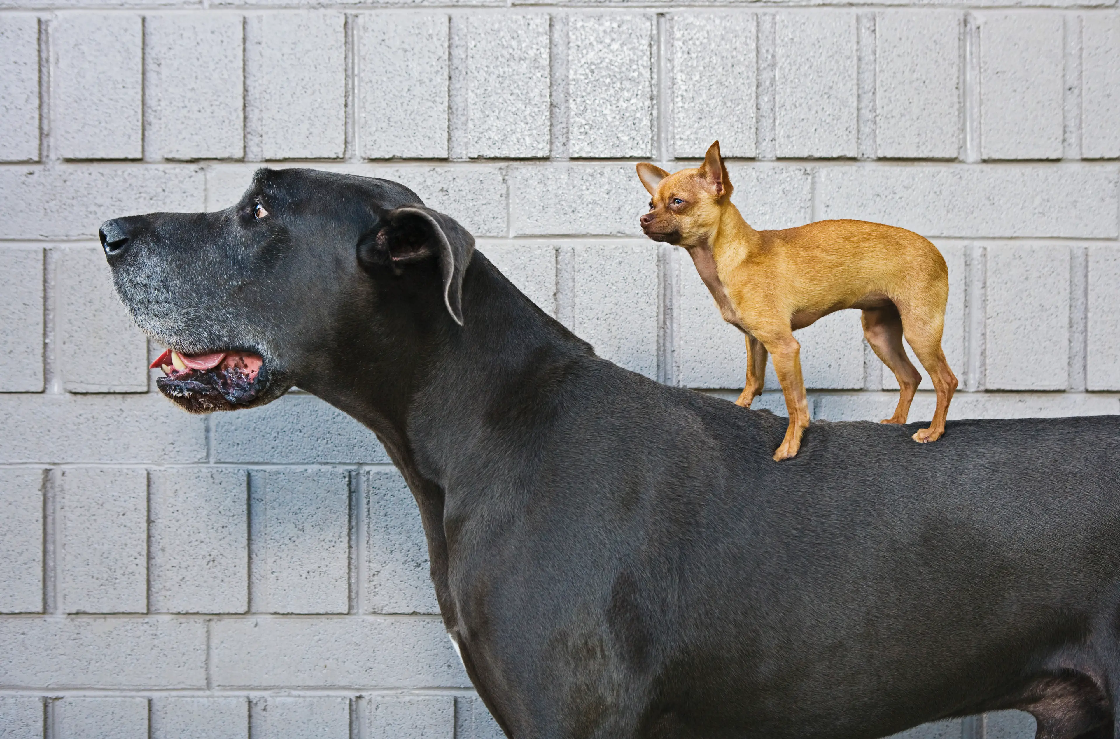 Big dogs tend to have a shorter lifespan than small breeds.