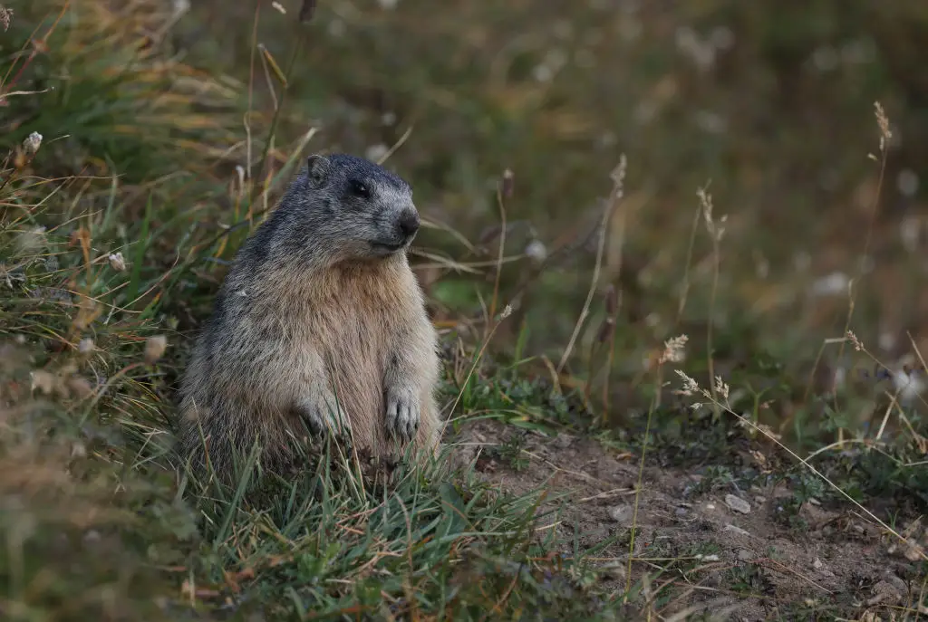A team of researchers are facing cuts to funding for their work on marmots (Sean Gallup/Getty Images)