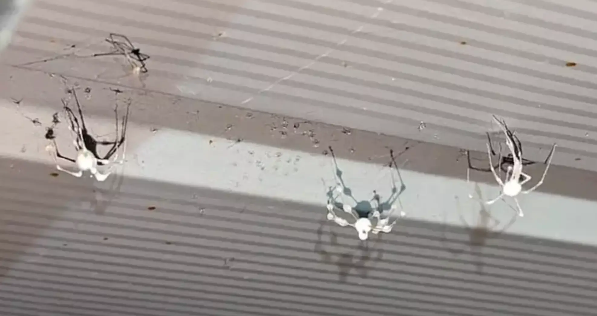 The spiders are invading homes in the US (Reddit)