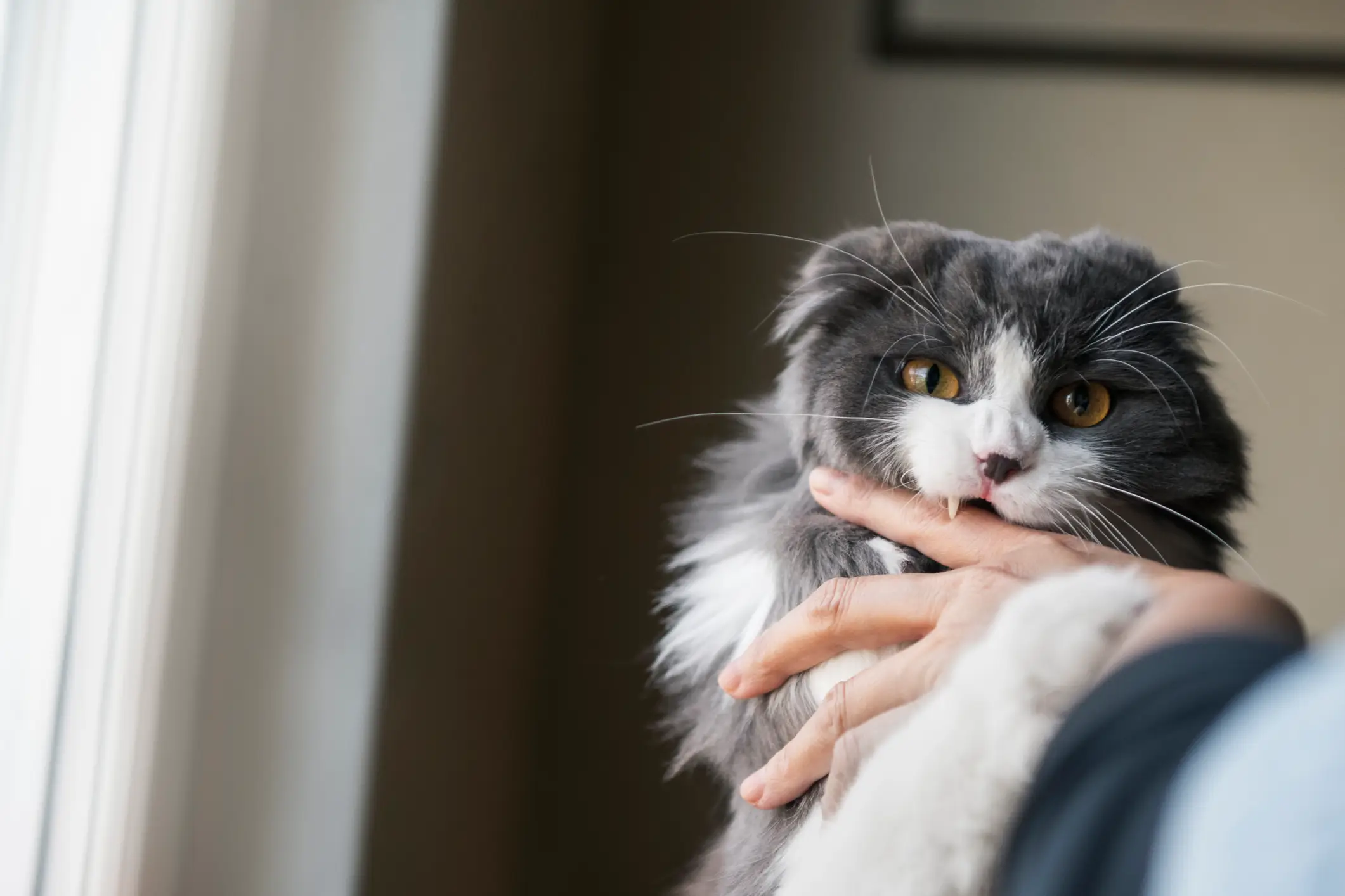 Indoor cats need activity, occupation and mental stimulation, Sweden’s guidance warns (Johner Images/Getty Images)