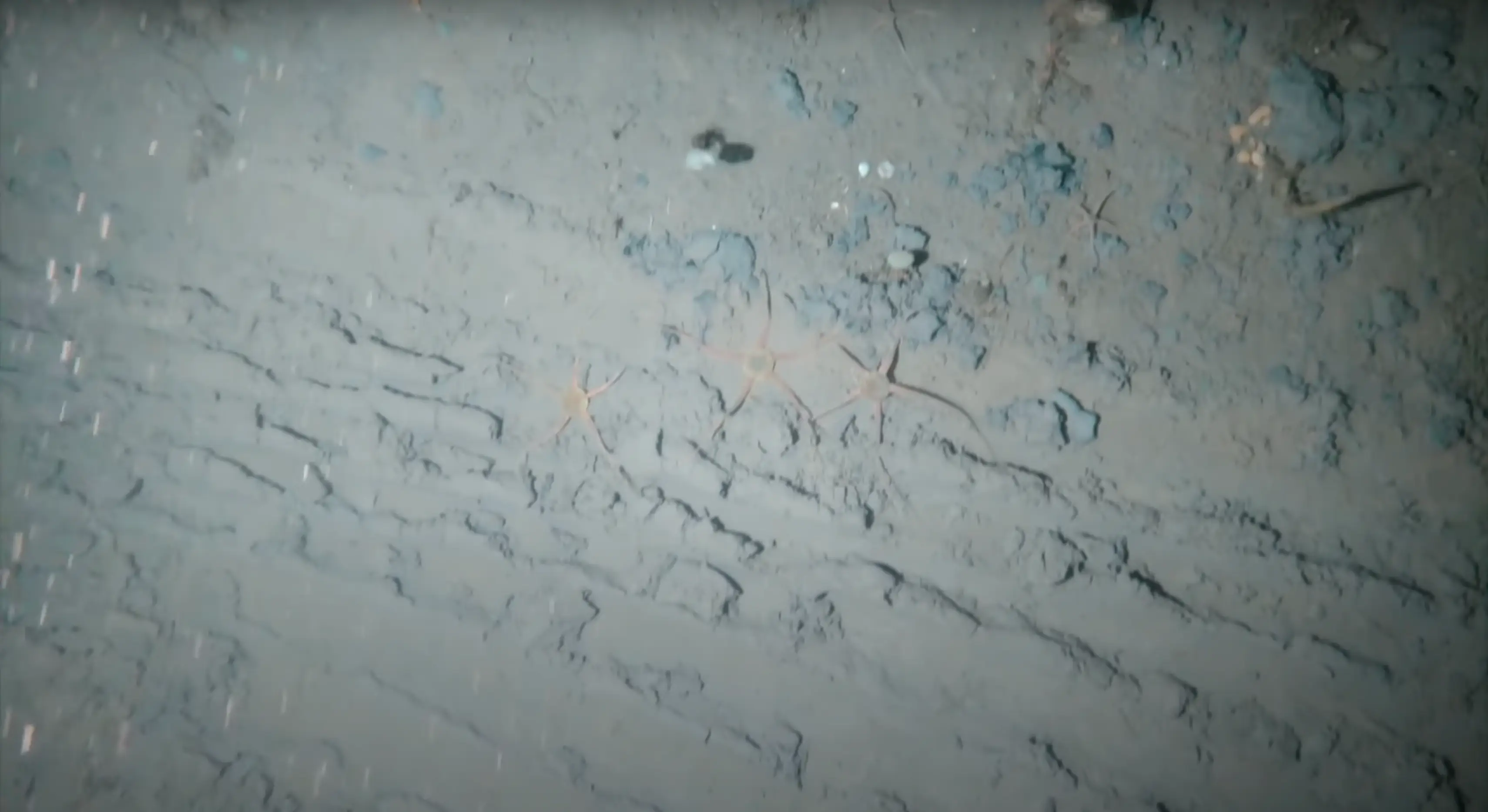 Entire ecosystems are being destroyed by ship anchors (YouTube/@FrontiersIn)