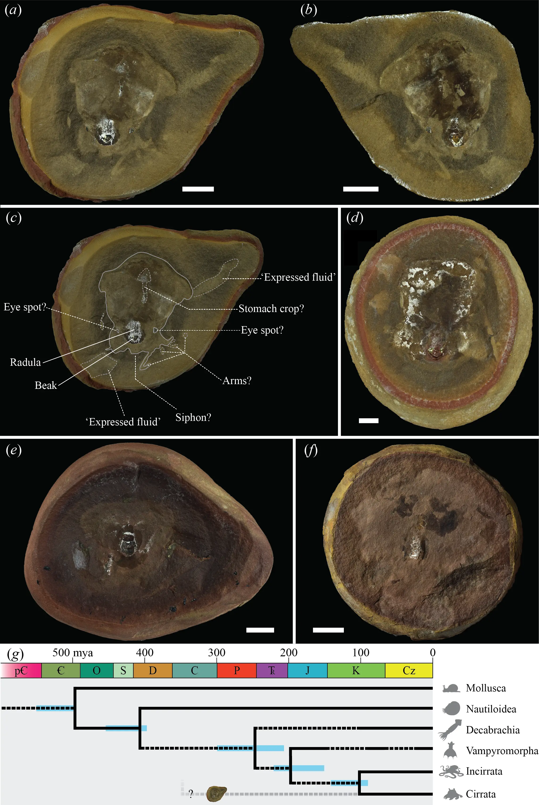 The ancient octopus was actually unveiled to be a distant relative of the modern nautilus (Proceedings of the Royal Society B/Thomas Clements et al.)