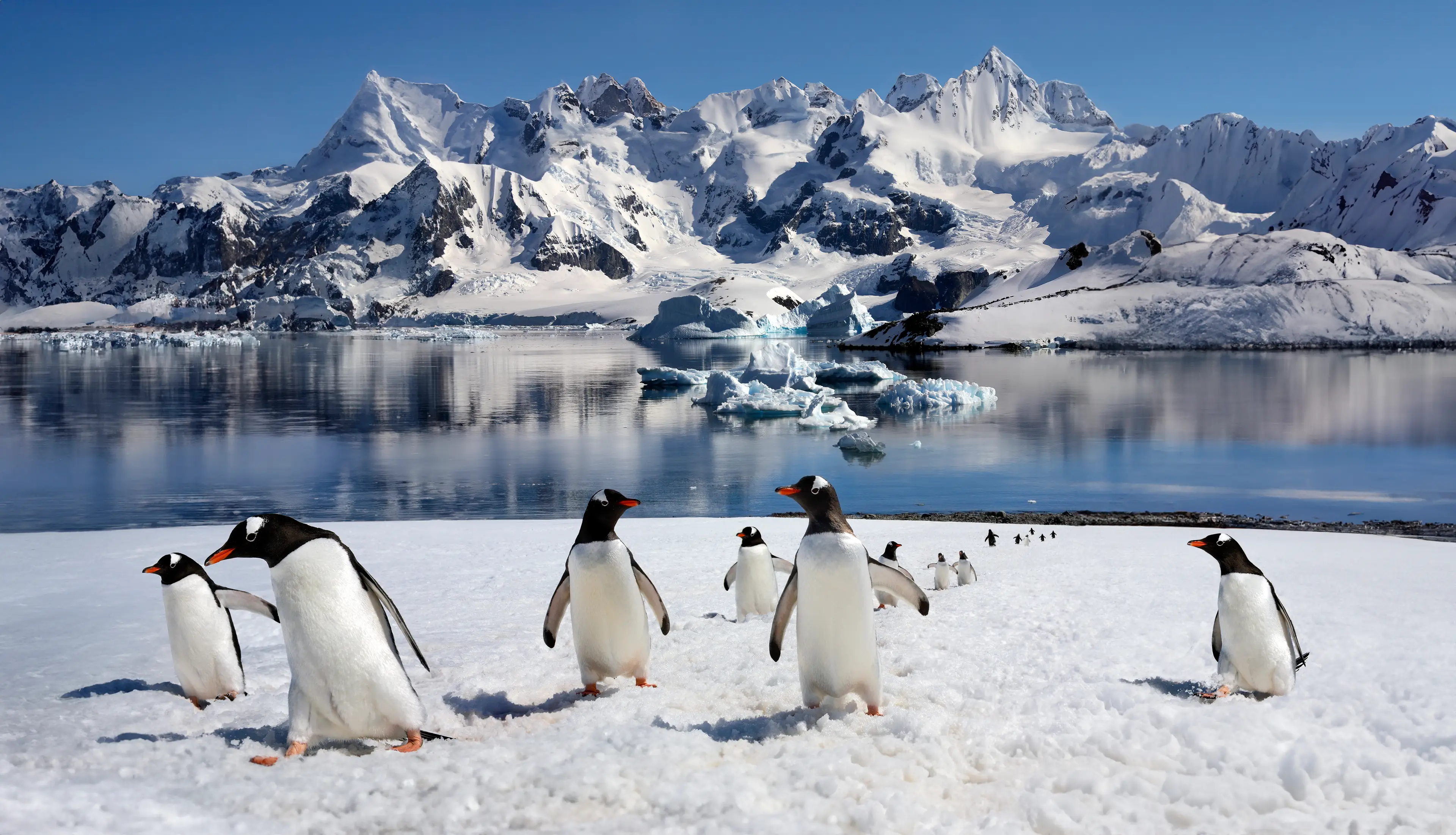 The remote land of Antarctica could offer safety from nuclear war (SteveAllenPhoto/Getty Images)