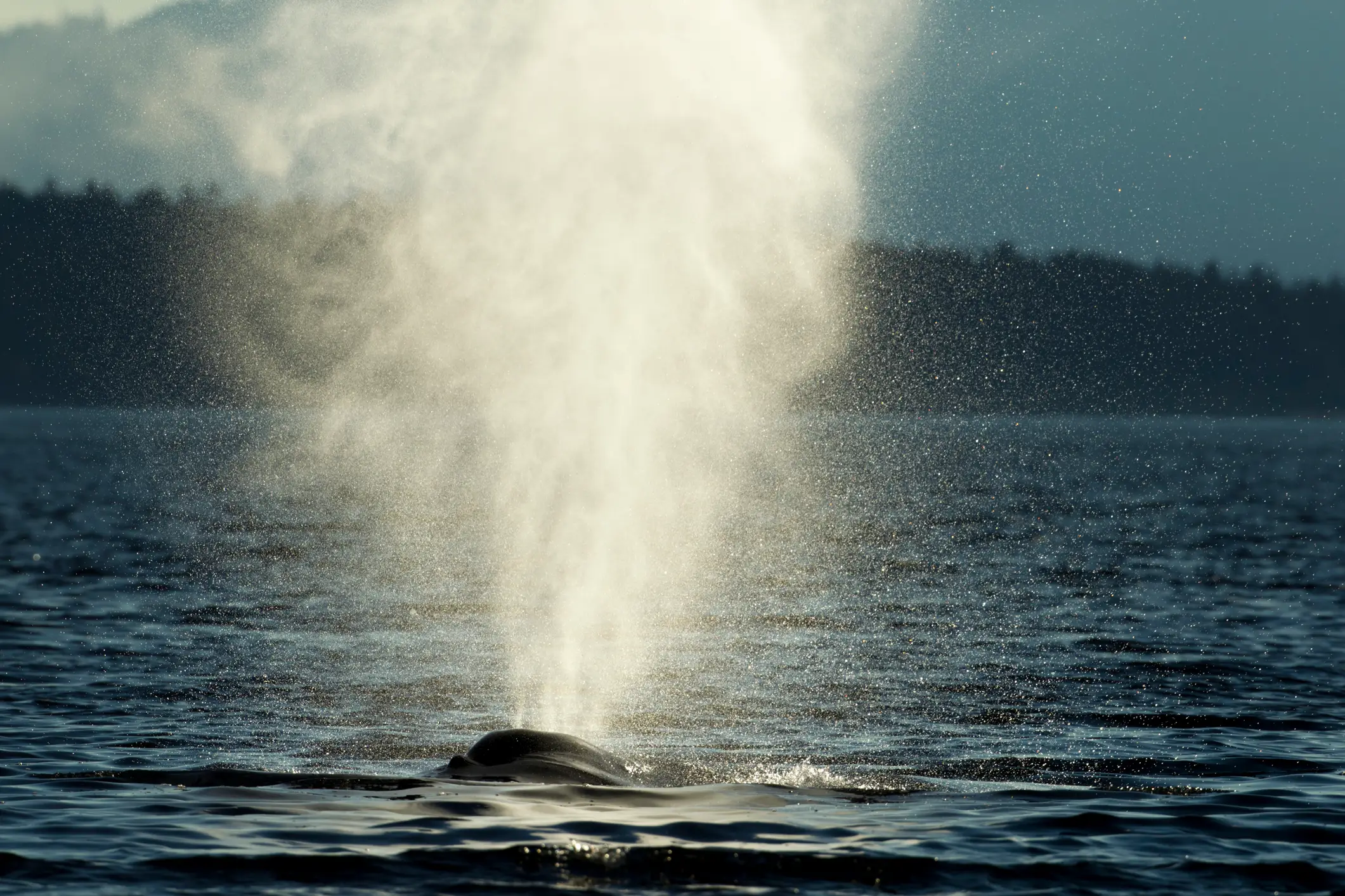 Researchers sampled the exhaled droplets from whale blowholes (Paul Souders/Getty)