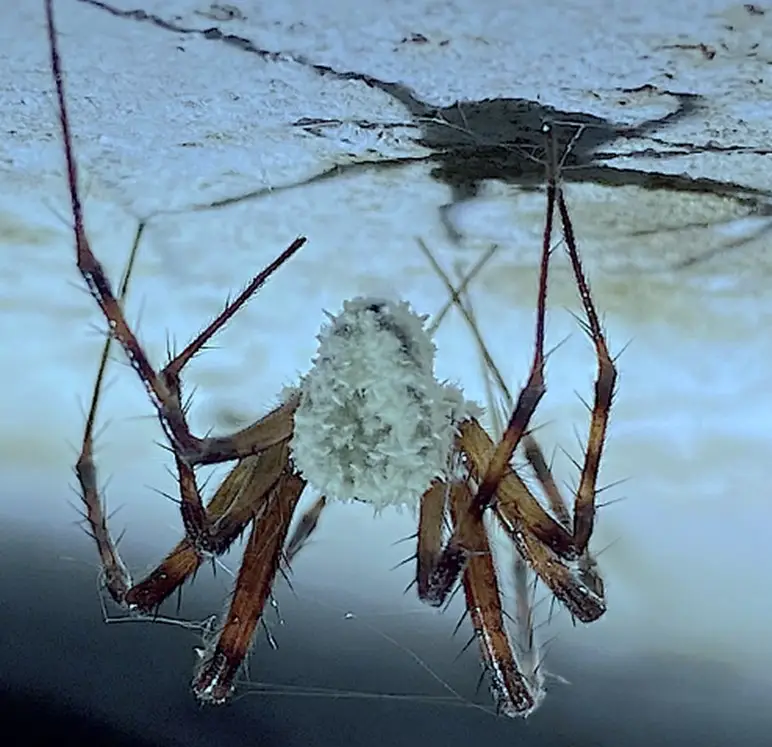 The fungus has created 'zombie spiders' (CABI)