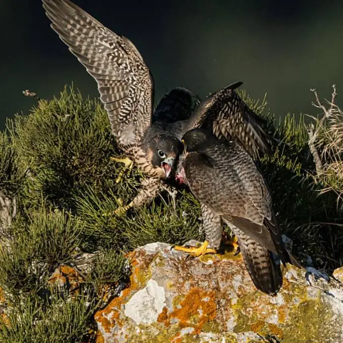 Insane photograph shows full Airbus after Saudi prince booked 80 seats on plane for his falcons