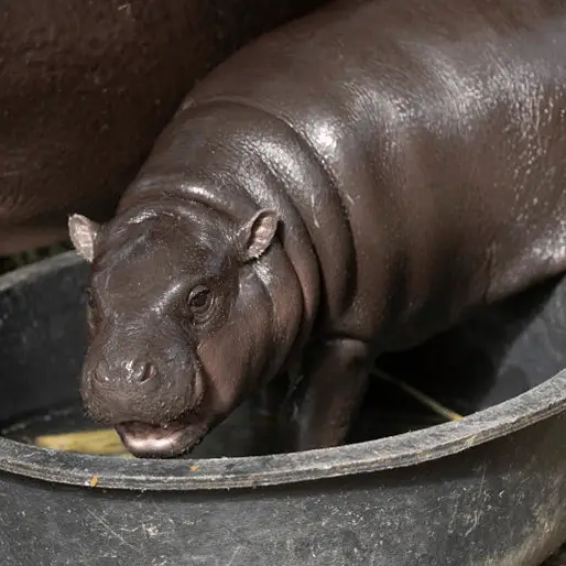 Matt Jelonek / OZAN KOSE/Contributor / Getty