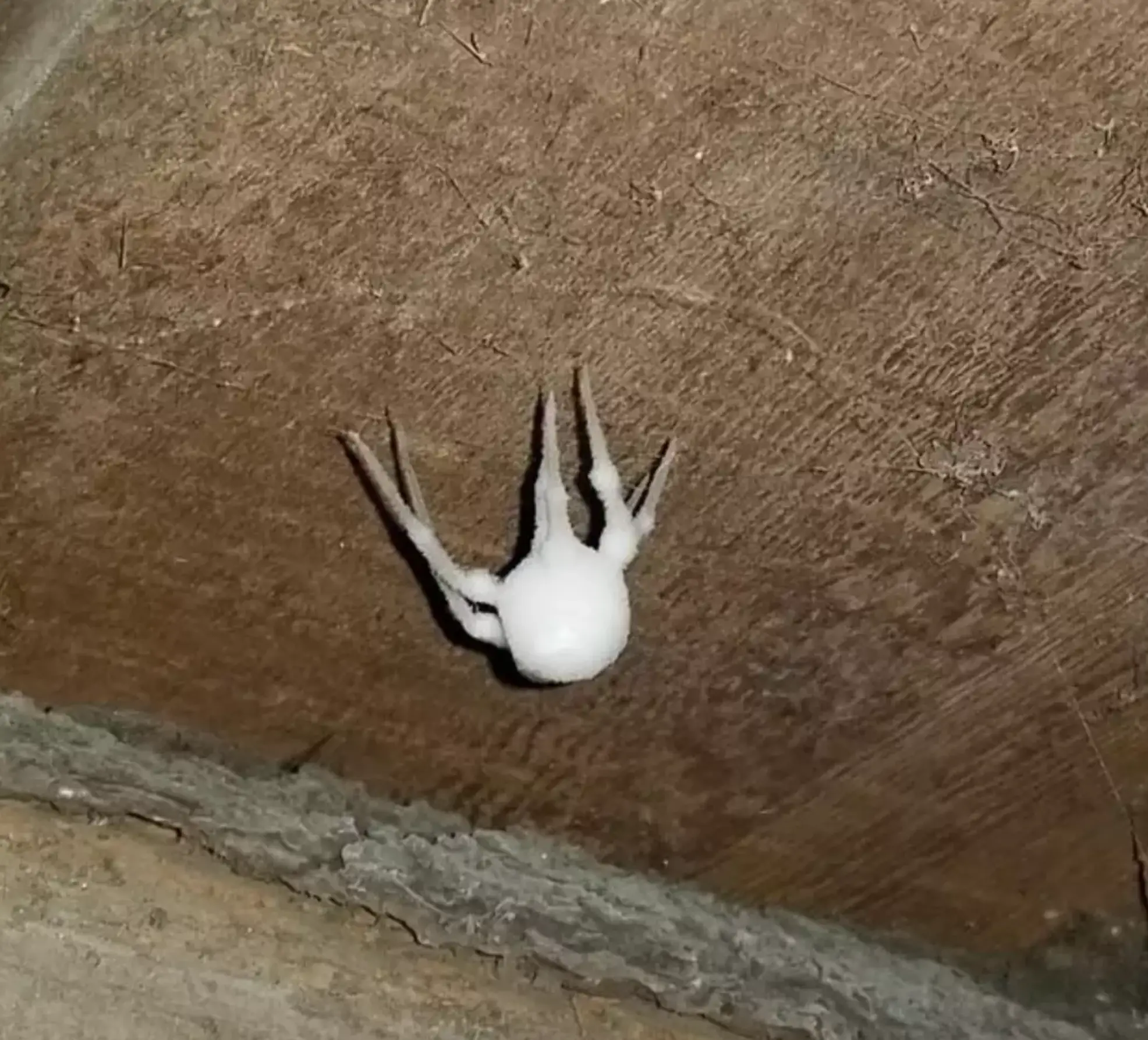 The fungus will kill the spider and preserve its body (Reddit)