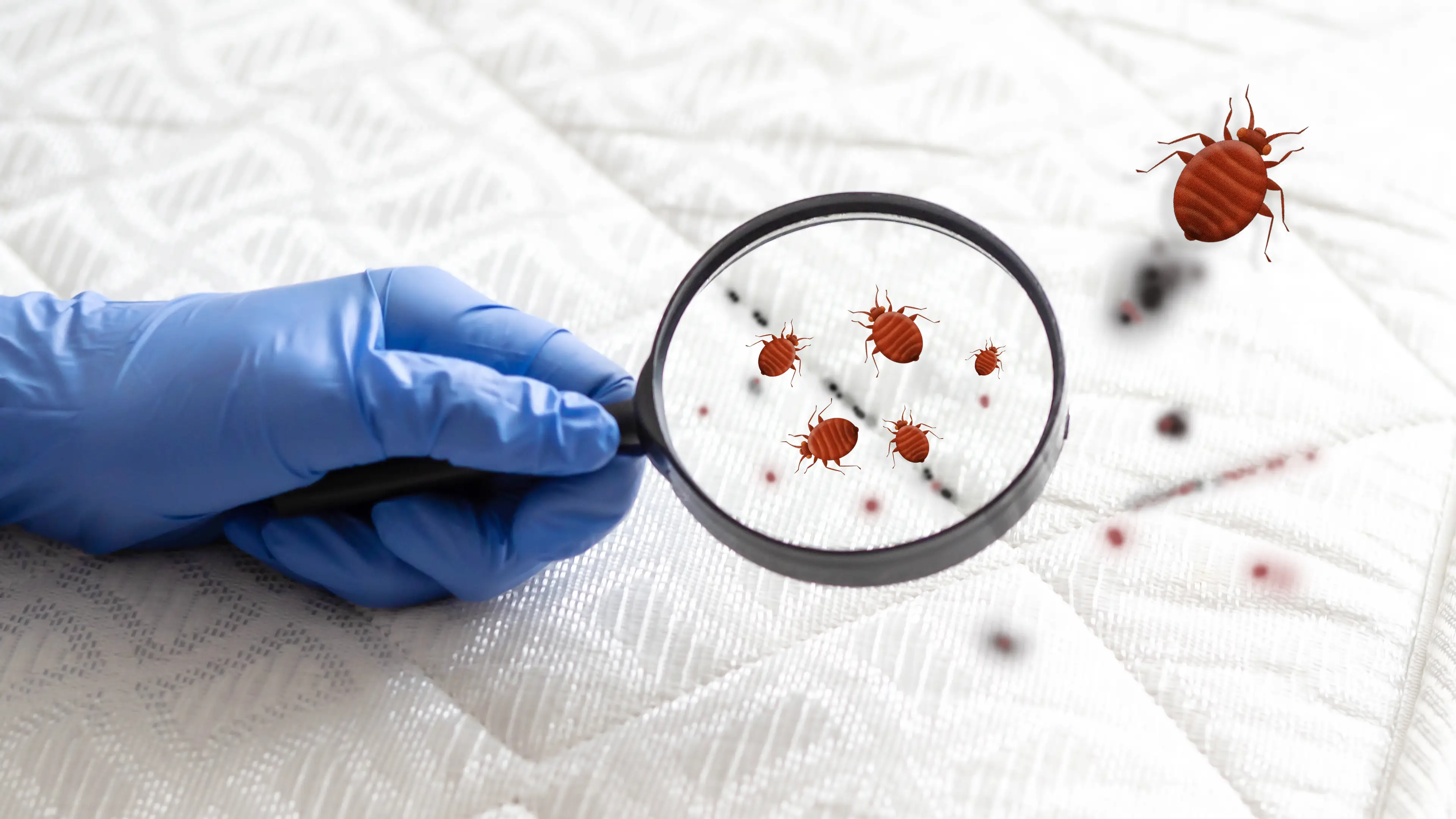 Once in your home, bedbugs are tough to get rid of (Hit Stop Media/Getty)