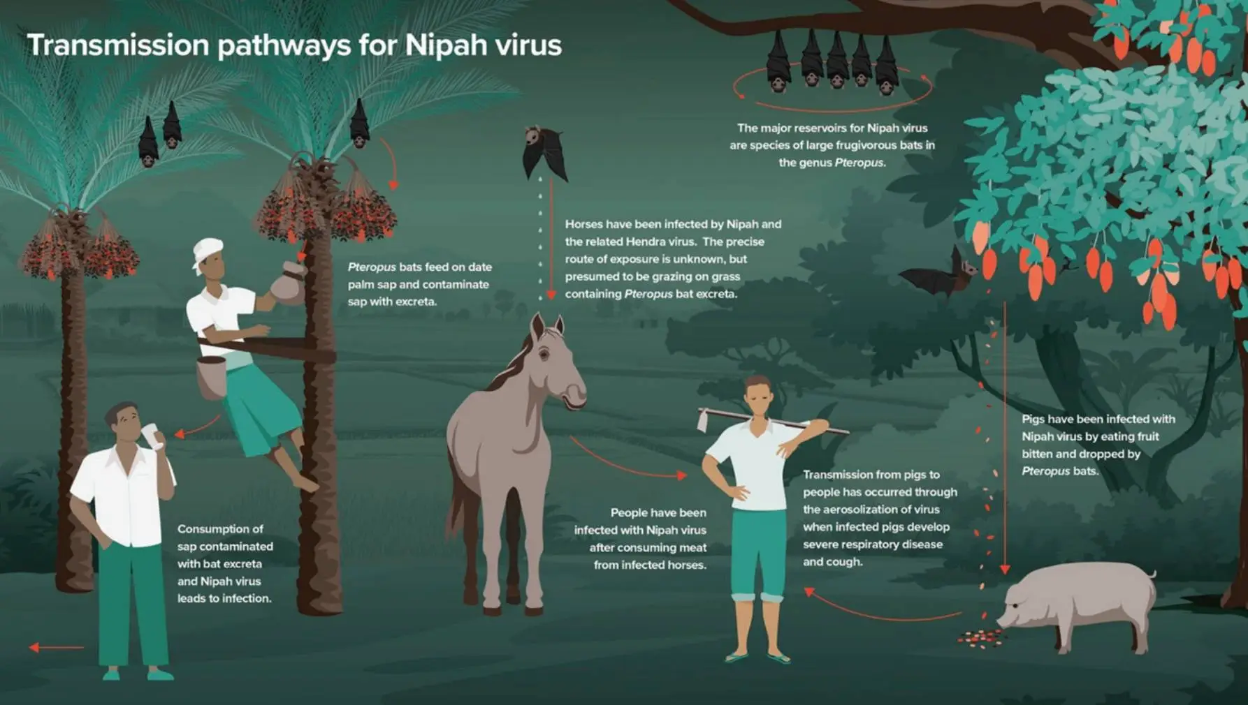 The Nipah virus can spread via animals and humans (WHO)
