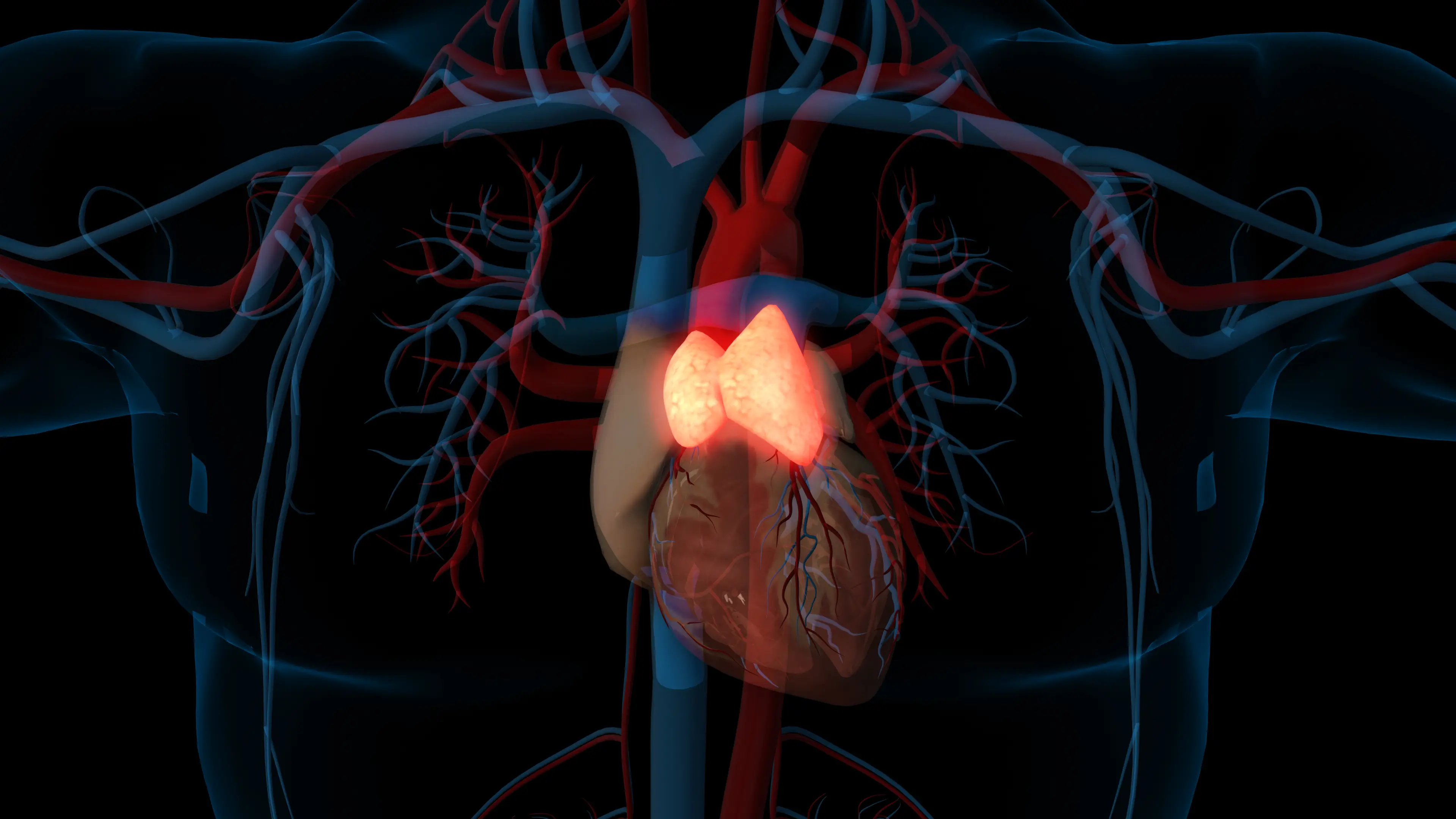 The thymus sits behind the breastbone, just above the heart (myboxpra/Getty Images)