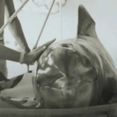 Tragic fate of dolphin after it formed 'intimate' relationship with its trainer during NASA-funded experiment