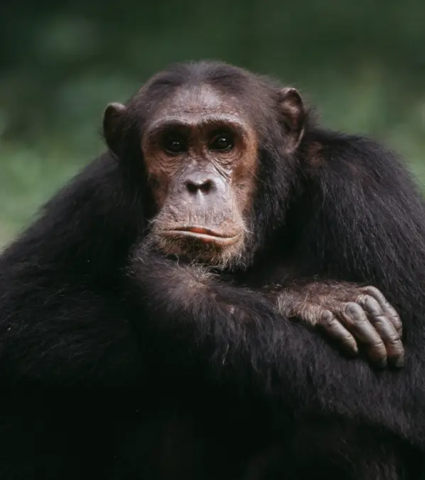 Biologist Ilya Ivanovich Ivanov became obsessed with human/animal hybrids (John Giustina / Getty)