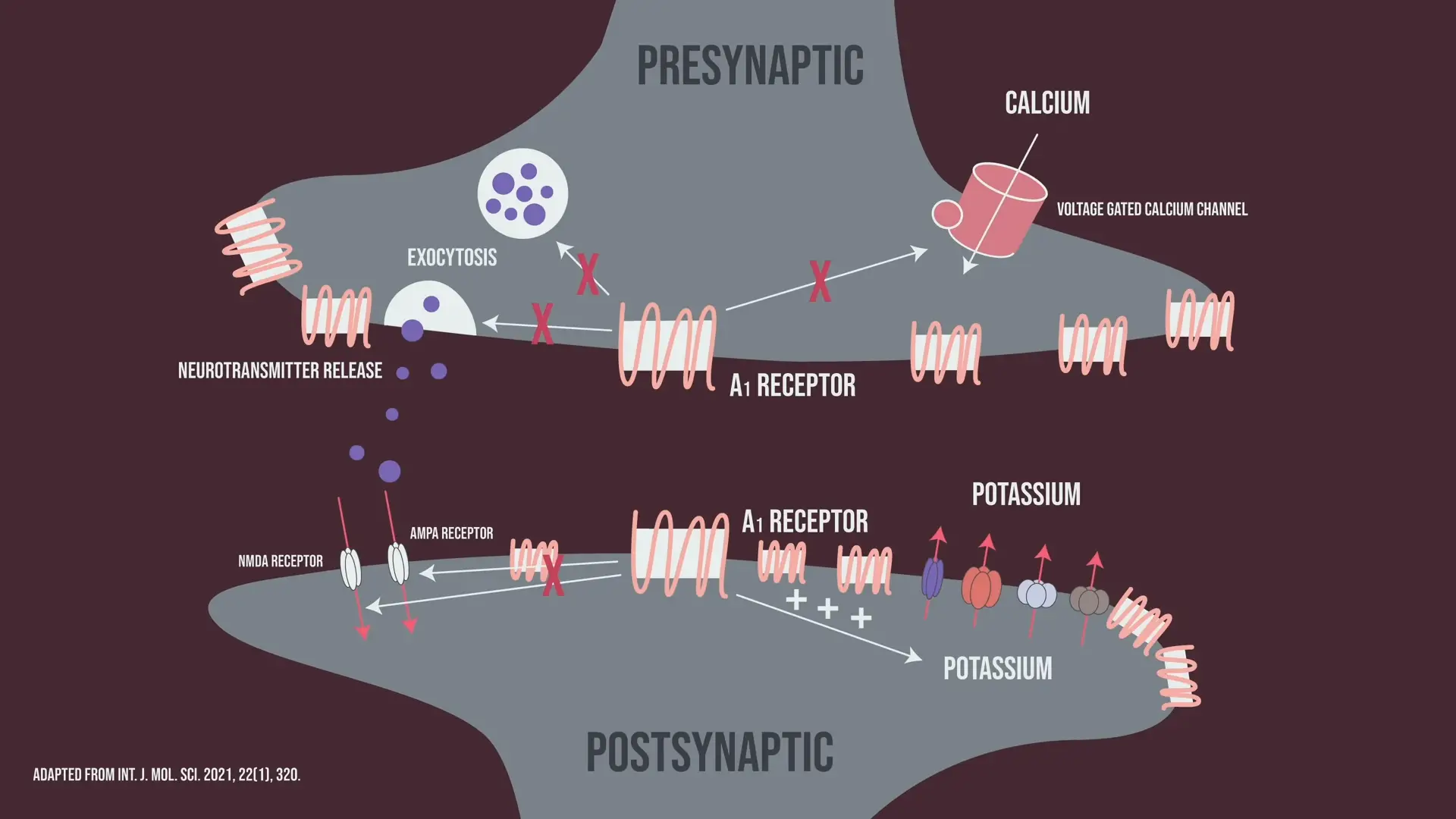You experience the effects of withdrawal as your body has to create more adenosine receptors to counteract caffeine intake (YouTube/Heme Review)