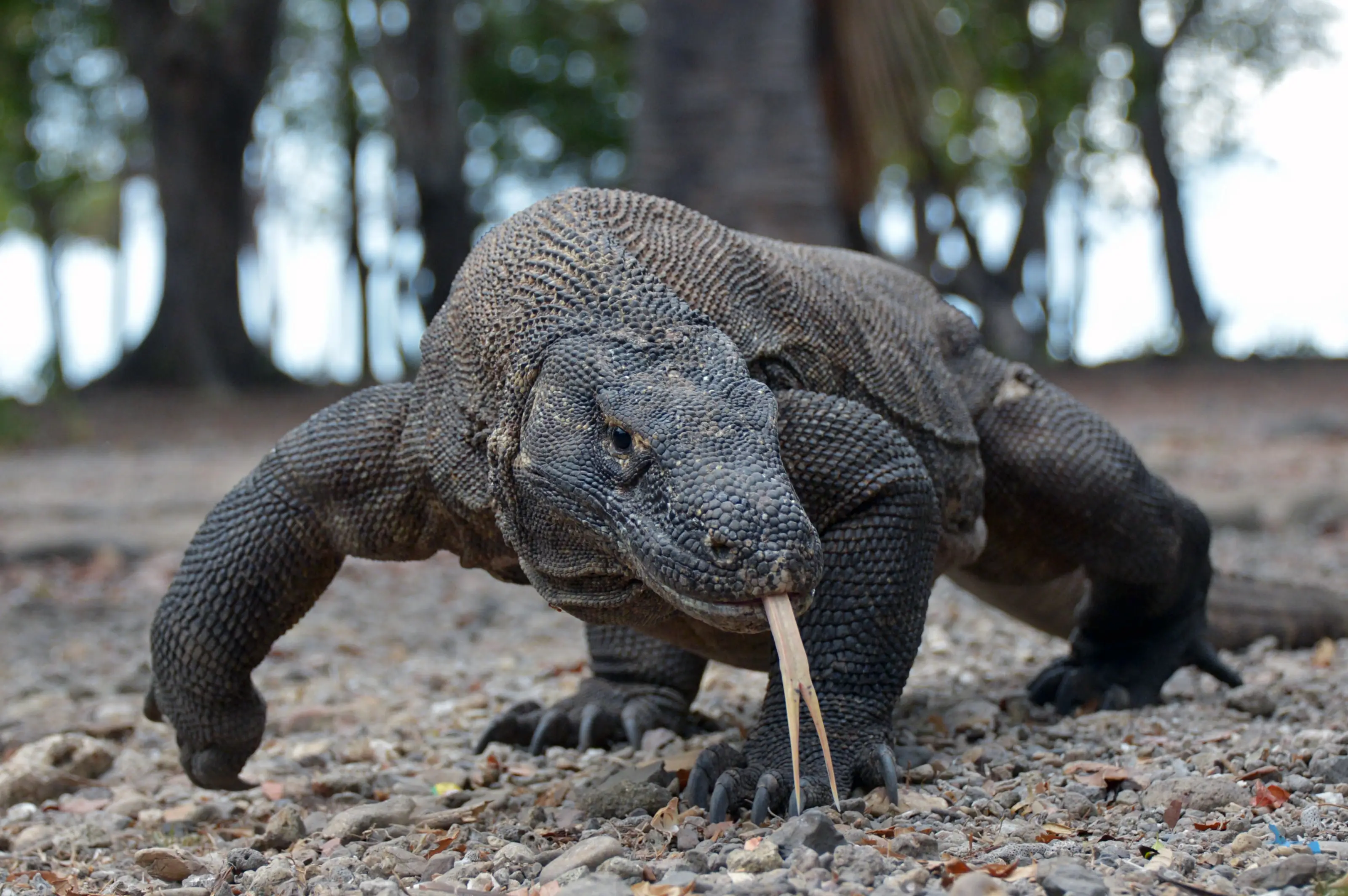 The findings suggest that early humans lived alongside Komodo dragons. (Riza Marlon/Getty)