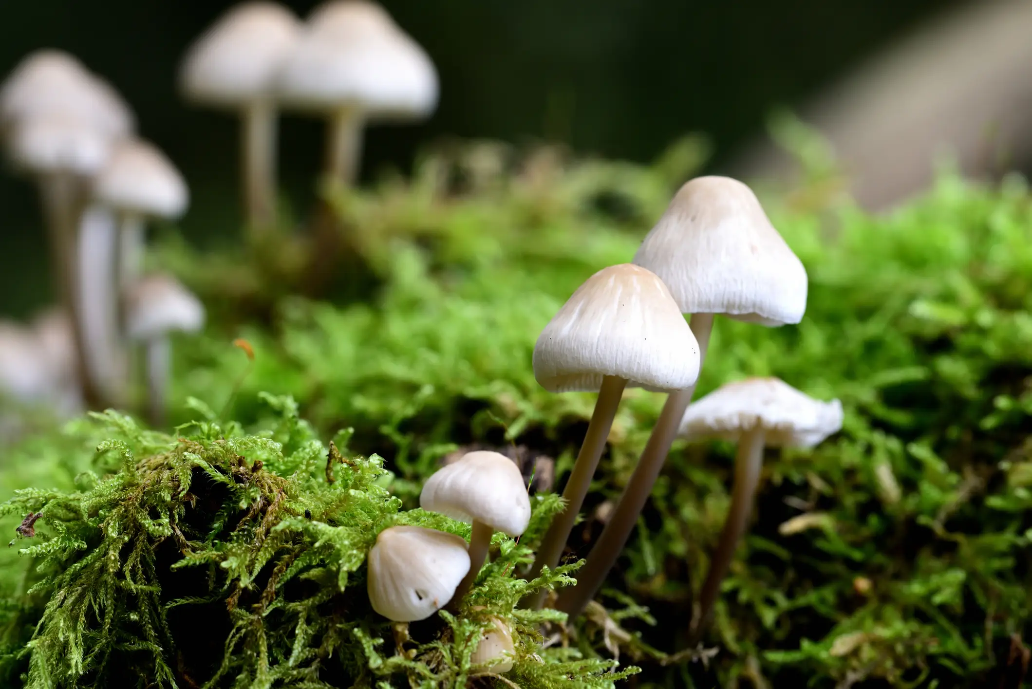 A new study has revealed that a single dose of psilocybin can produce anatomical change in the brain (Albert Fertl/Getty)