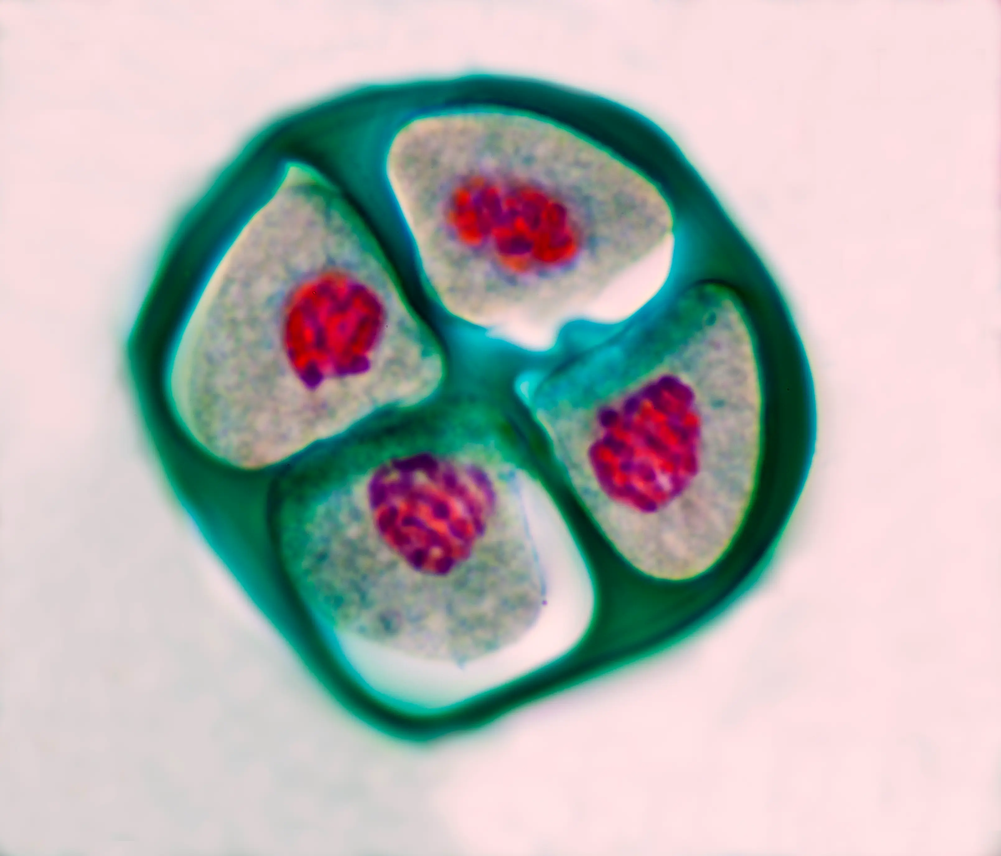 The treatment interrupts meiosis, which is the point at which reproductive cells are created within the body (Getty Stock)