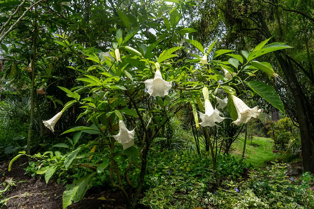 The flower is considered highly dangerous and poisonous (Jon G. Fuller/VWPics/Universal Images Group via Getty Images)