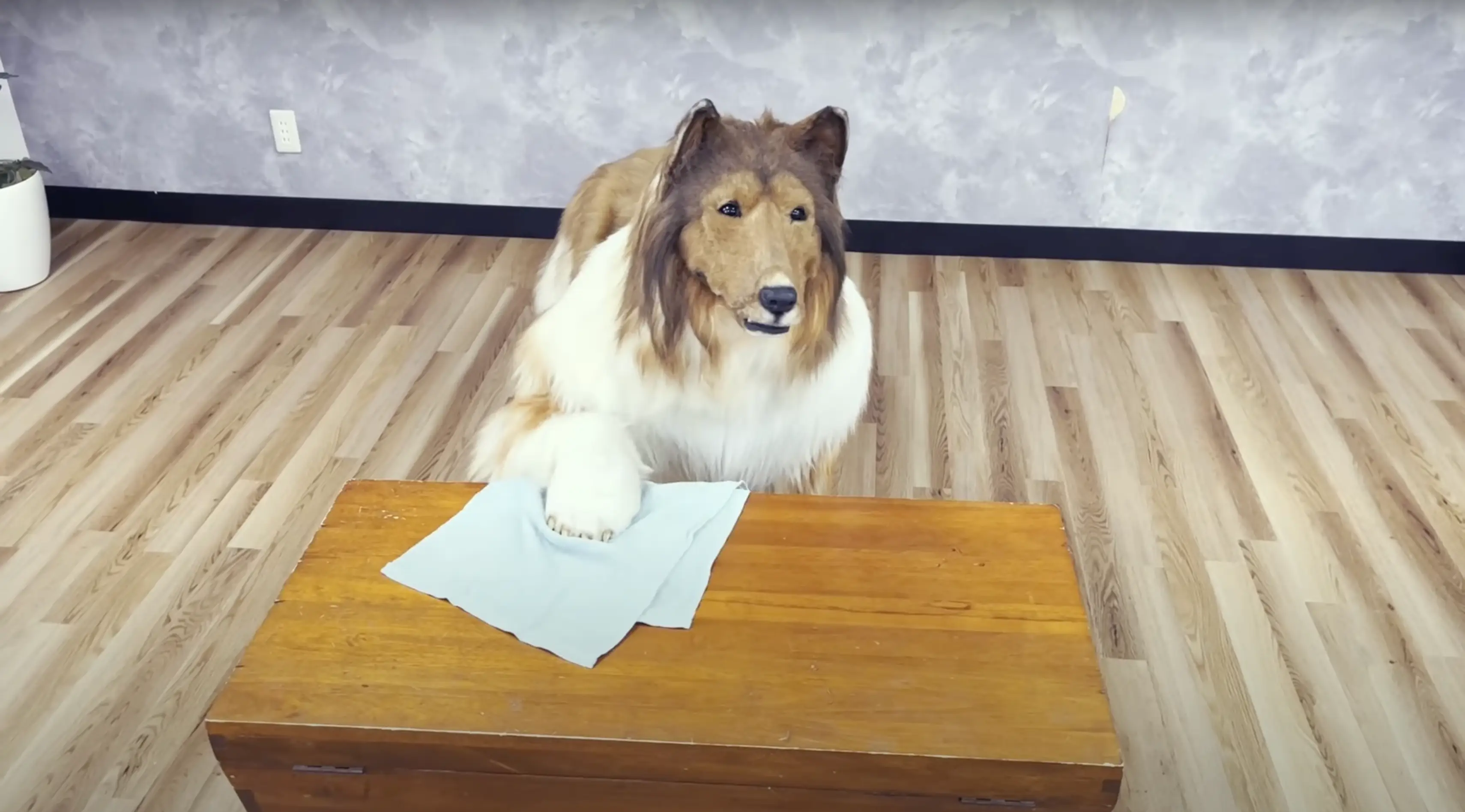 The man-turned-dog shows himself wiping a table in his Collie costume (YouTube/@I_want_to_be_an_animal)