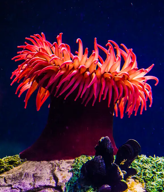 Artem Grytsuk / Getty