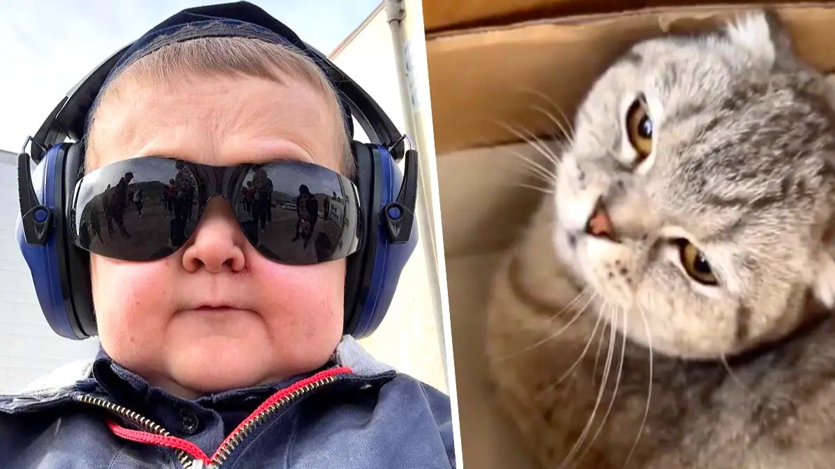 Hasbulla under fire for appearing to punch cat in YouTube video