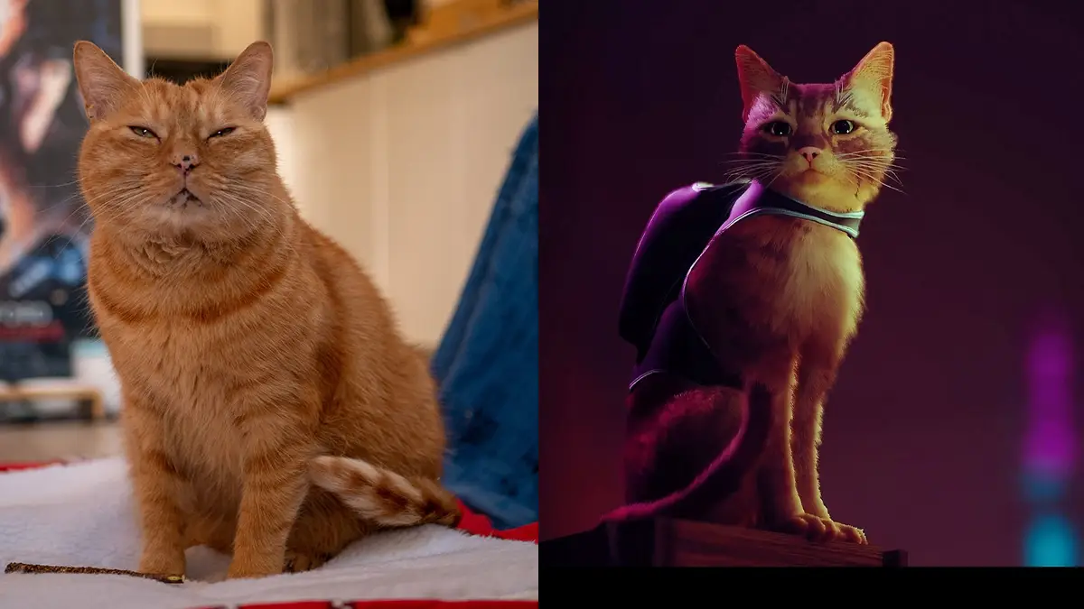 Stray (ft. Murtaugh!) /