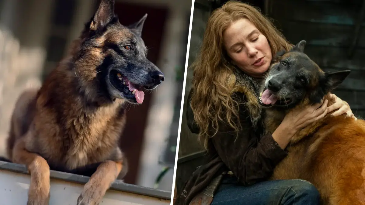 The Walking Dead's 'best boy' Seven the dog has sadly passed away 