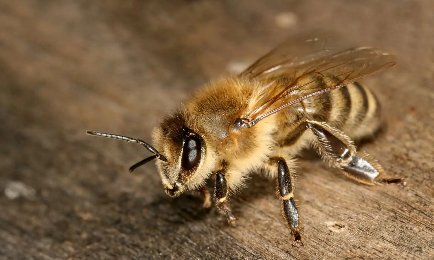 bee (getty)