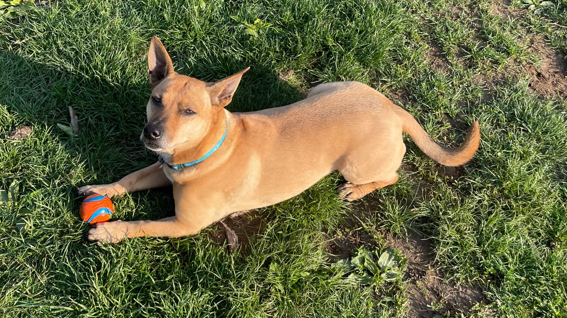 Things I Do For My Dog Who Is Actually My Child, Thank You