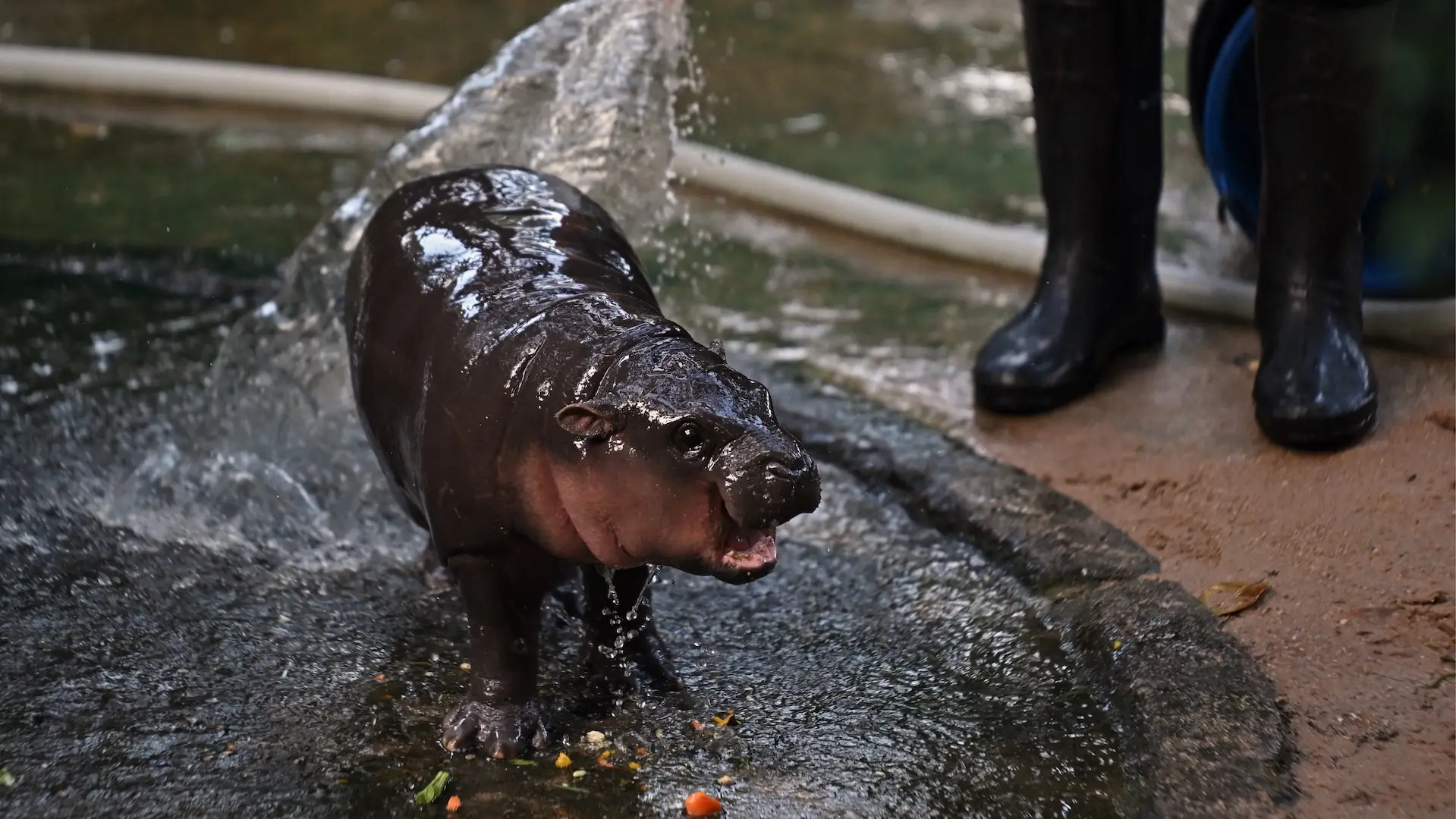 Moo Deng Is Actually A Lifestyle Icon — Why The Internet Is Obsessed With A Pygmy Hippo