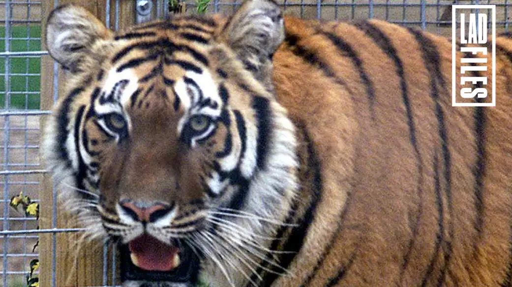More Than 4,800 Dangerous Wild Animals, Including Tigers And Crocodiles, Are Kept Legally At UK Properties