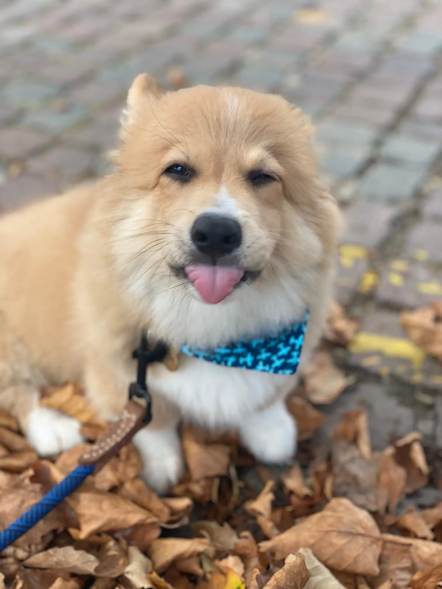 Rosie and her partner discussed adding a dog to their household before lockdown (