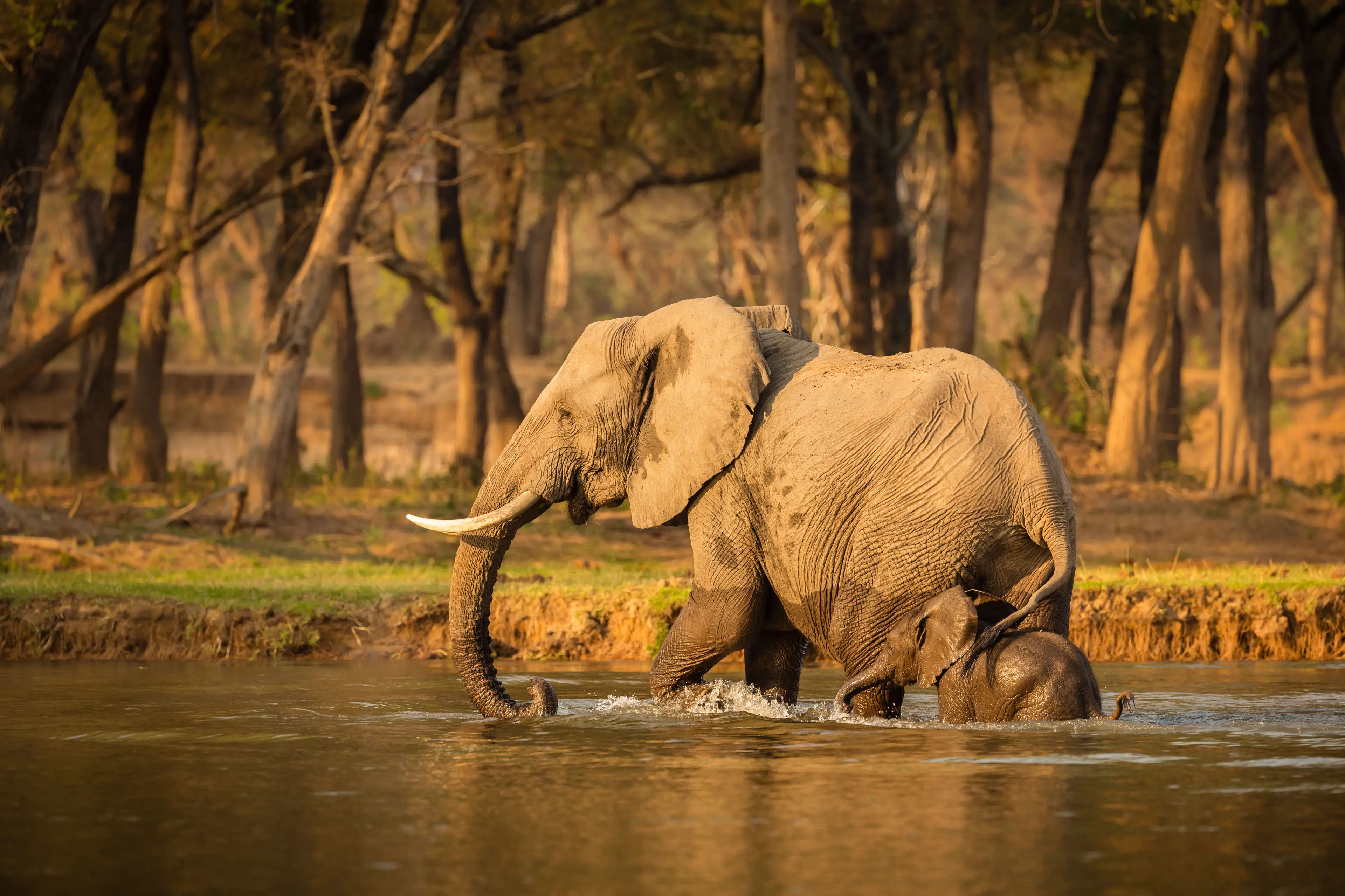 The Owenses arrived in Zambia to aid in animal conservation (