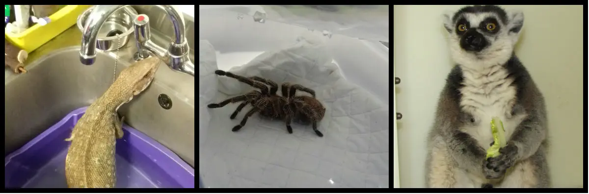 A neglected monitor lizard, a tarantula found in a bin and a pet lemur have been taken in by authorities.