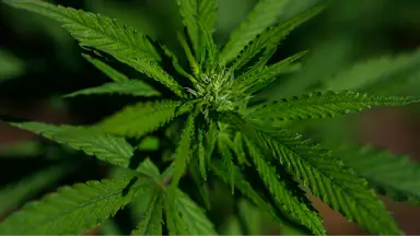 Justin Sullivan/Getty Images