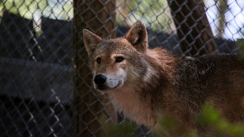 Toddler caught in wolf's mouth at zoo as parents were 'distracted by phones'